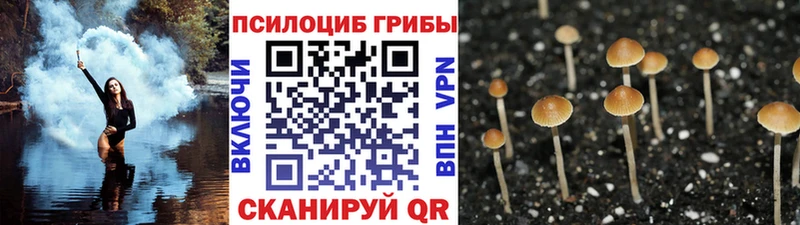 купить наркоту  Верея  Псилоцибиновые грибы MAGIC MUSHROOMS 